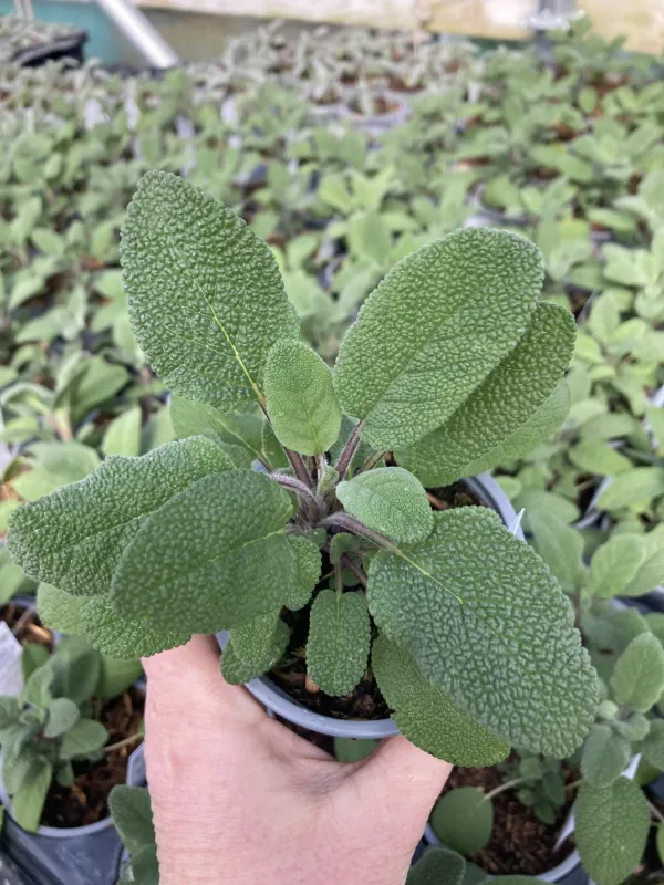 Sage 'Growers Friend'